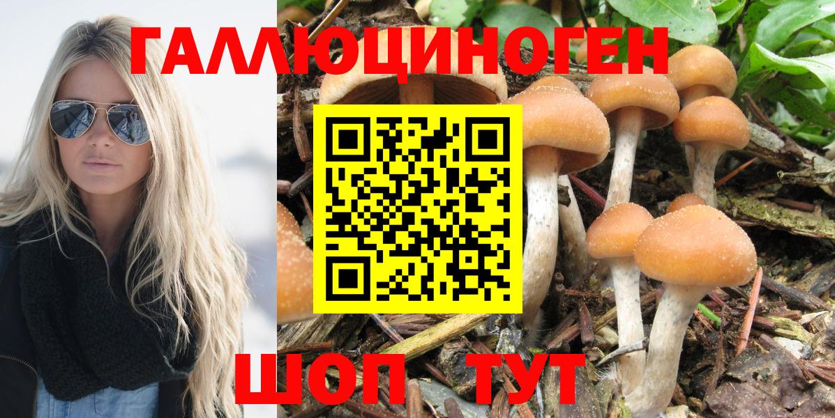 Галлюциногенные грибы Psilocybine cubensis Славянск-на-Кубани